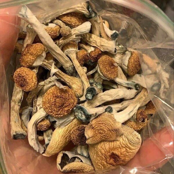 Top quality mushroom 1/2 pound